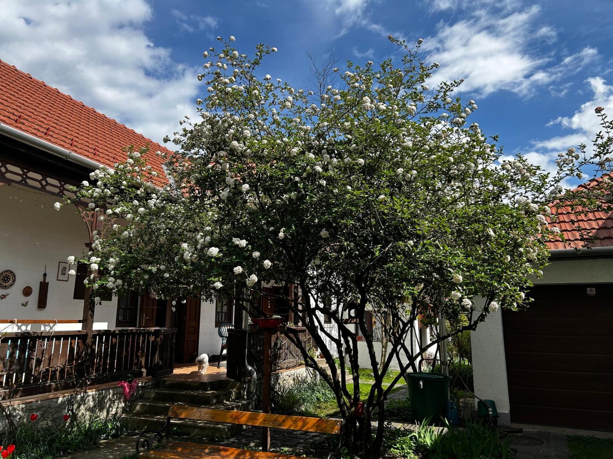 Apartment Magnolia Garden Miskolc